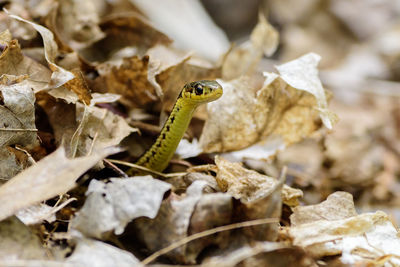 Close-up of lizard