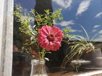 Close-up of pink flower in glass vase