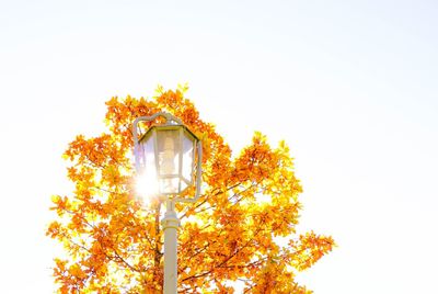 Low angle view of trees against clear sky