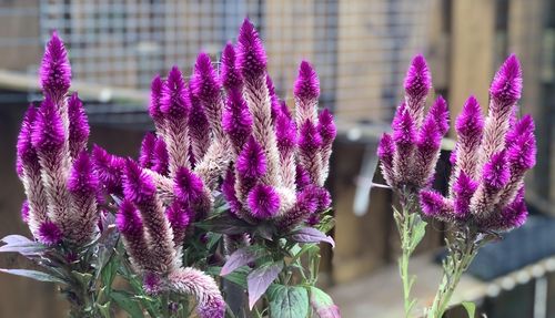 Close-up of pink flowering plant