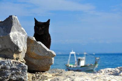 Black cat sitting on rock against sea and sky during sunny day