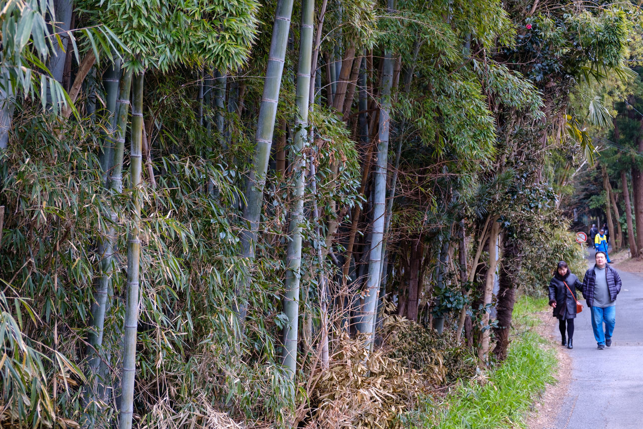 PEOPLE WALKING IN FOREST DURING AUTUMN