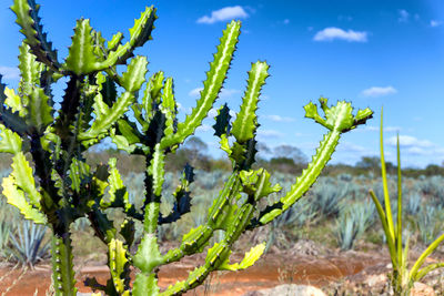 Close-up of fresh green plant against sky