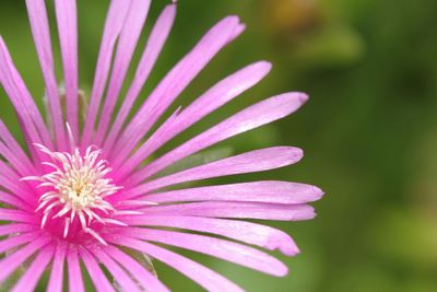 Close-up of pink flowers