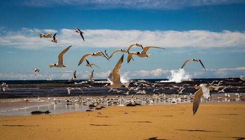 Seagulls flying over beach against sky