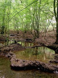 Bridge over river in forest