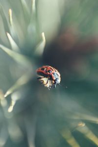 Close-up of ladybug on flower