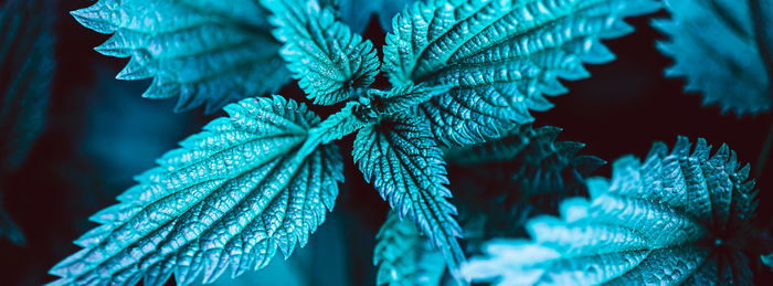 Close-up of green leaves on plant