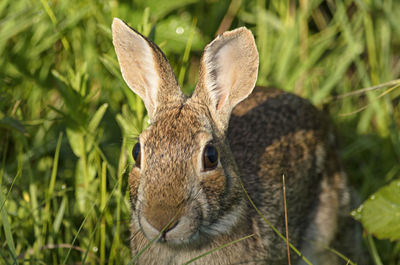 Close-up of a rabbit on field