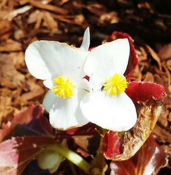 Close-up of white flower