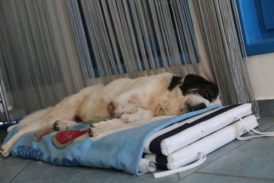 White dog sleeping 