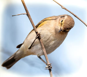 Low angle view of bird perching on branch