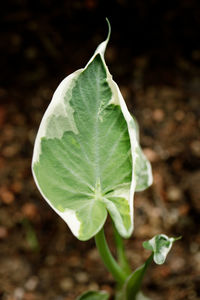 Close-up of fresh green leaf on land