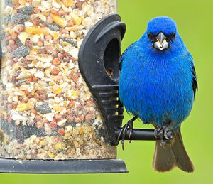 Close-up of bird perching on feeder