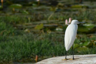 High angle view of gray heron perching on floor