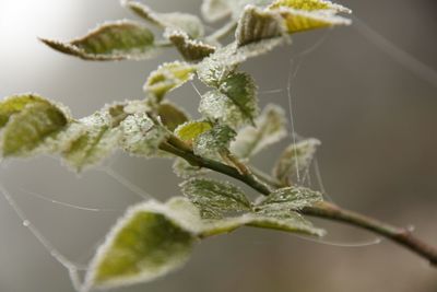 Close-up of flowering plant