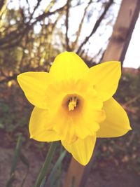 Close-up of yellow daffodil flower