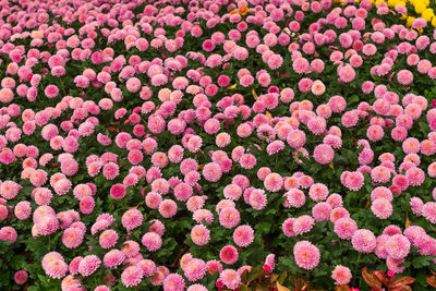 Full frame shot of pink flowering plants