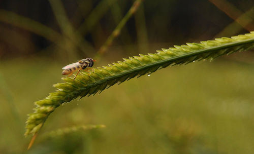 Close-up of insect on plant