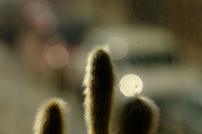 Close-up of cactus