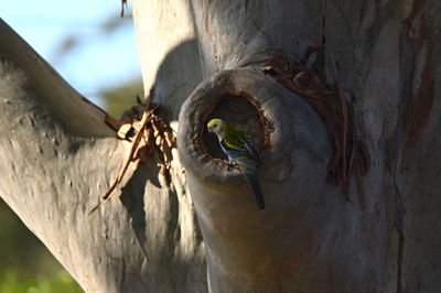 Close-up of bird perching on tree trunk