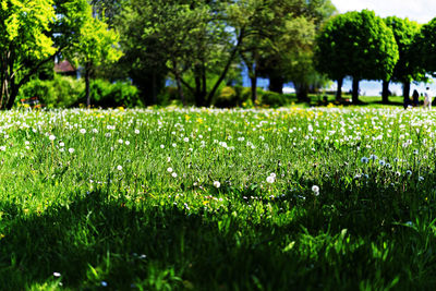 View of grass