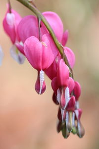 Close-up of pink flowers