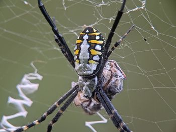 Close-up of spider on web