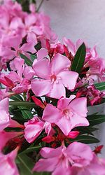 Close-up of pink bougainvillea blooming on tree