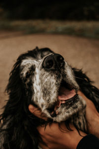 Close-up of dog sticking out tongue