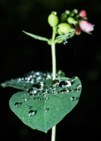 Close-up of water drops on leaf