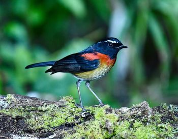 Close-up of bird perching on rock