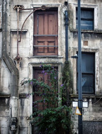 Plants growing on window