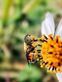 Close-up of butterfly pollinating on flower