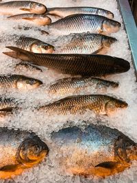 Close-up of fish in sea