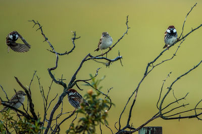 Low angle view of birds perching on tree