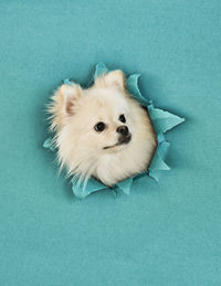 High angle portrait of a dog over blue background