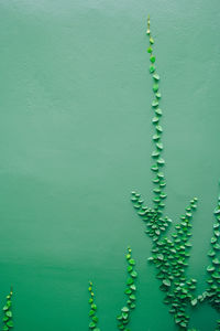 Full frame shot of green wall