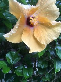 Close-up of hibiscus blooming outdoors