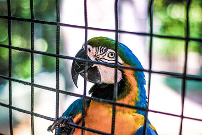 Gold and blue macaw perching on metal grate
