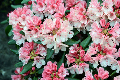 Close-up of pink flowers