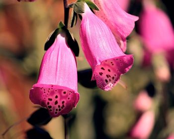 Pink Plant