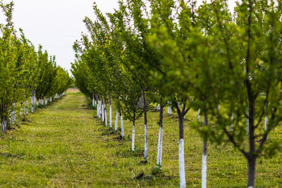 Trees in vineyard