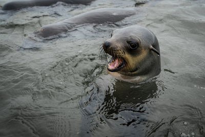 High angle view of sea lion