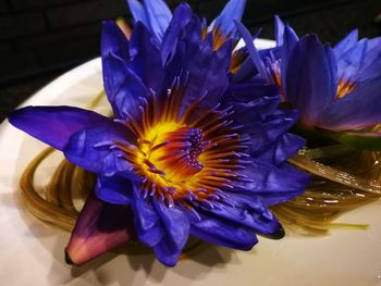 Close-up of purple flowers in vase