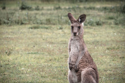 Kangaroo on field