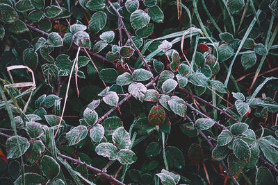 Close-up of frozen plants during winter