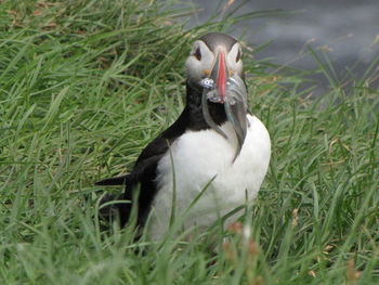 View of duck on field