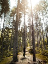 Teenage boy standing amidst trees in forest