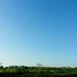 Scenic view of landscape against clear blue sky